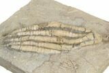 Crinoid (Scytalocrinus) Fossil - Crawfordsville, Indiana #188684-3